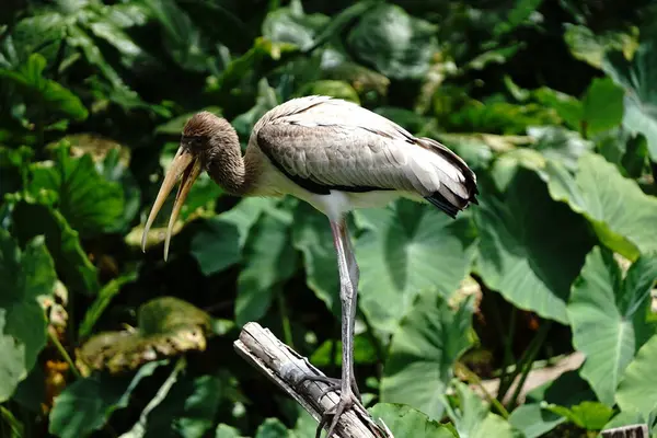 stock image Marabou Stork birds from Uganda