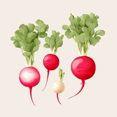 Beyaz arka planda yaprakları olan taze kırmızı ve beyaz turp.