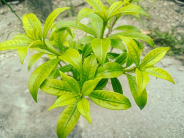 Büyüyen altın rengi çalılar. Bu yemyeşil orman yeşili yapraklar geniş ölçüde altın sarısı ile süslenerek parlak çalılar ve aksan bitkileri için ideal hale getirilir..