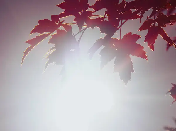 Red maples leaves shining through a bright light coming from the sky with lower part open to copy space