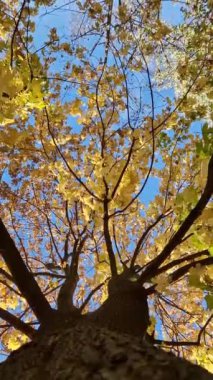 Güzel sarı yaprakları olan bir akçaağaç tacının altına bakın. Sonbahar mevsimlik sahnesi 