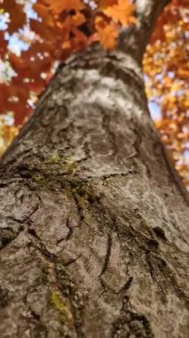 Renkli meşe ağacı tacının altında. Parkta sonbahar sezonu