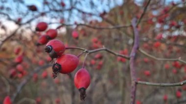 Çalılıklarda yetişen Brier üzümleri. Çalı dallarında olgun gül kalçaları, organik sonbahar meyveleri. Rosa kanina bitkisi