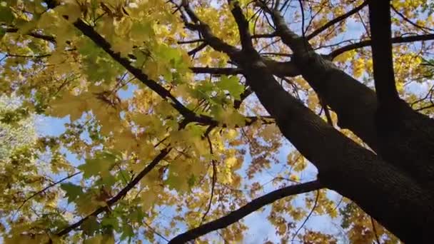 Vista Sob Uma Coroa Árvore Bordo Com Belas Folhas Amarelas — Vídeo de Stock