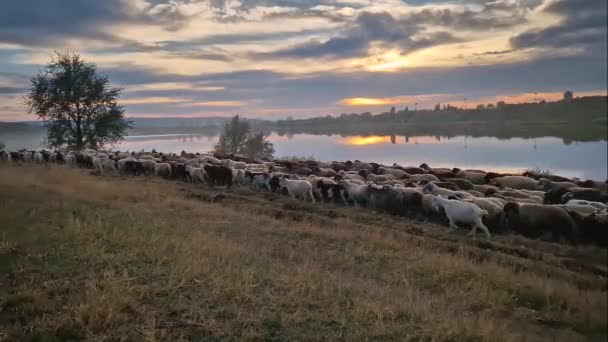 Manada Ovelhas Cabras Passando Pasto Perto Lago Belo Outono Pôr — Vídeo de Stock