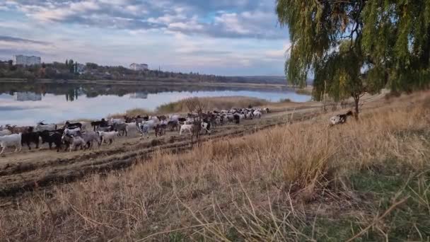Rebanho Ovelhas Cabras Passando Pasto Perto Lago — Vídeo de Stock