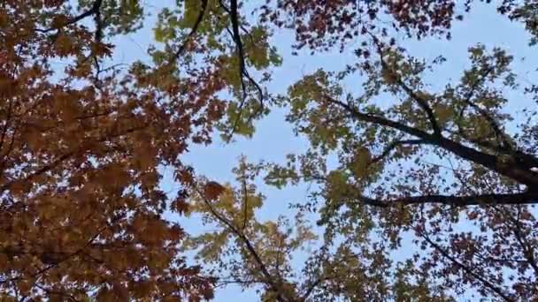 多色のオークの木の下を見る 秋の季節の森の葉が風に揺れている — ストック動画