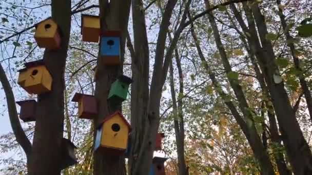 秋の公園のリンデン木の茎の上に置かれた多色木製の鳥の家 — ストック動画
