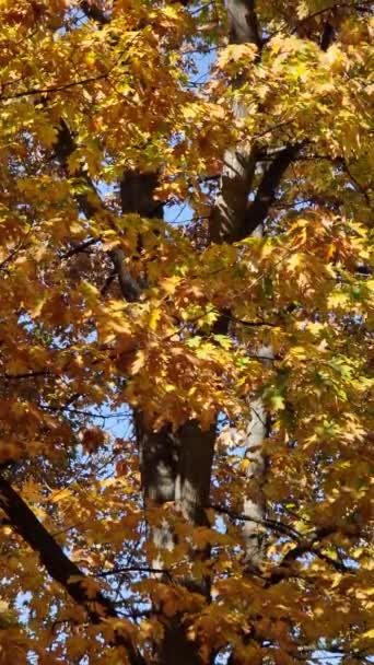Warna Warni Tertutup Dedaunan Pohon Musim Gugur Taman — Stok Video