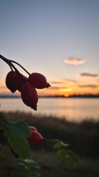 Κοντινό Πλάνο Κόκκινα Μούρα Brier Θάμνο Πάνω Από Φθινόπωρο Ηλιοβασίλεμα — Αρχείο Βίντεο