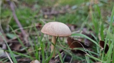 Yakından bakınca yapraklar arasında büyüyen küçük zehirli mantarlar.