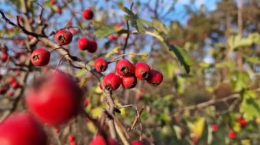 Ormandaki çalılıklarda yetişen kızıl dikenli meyveler. Doğal sağlıklı meyveleri yakın çekim. Ormanda sonbahar mevsimi