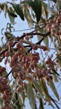 Yaban mersinli su samuru ağacı dalı. Elaeagnus angustifolia sonbaharın sonlarında olgunlaşan doğal sağlıklı meyveleri yakalar. Rus zeytini ya da gümüş çilek
