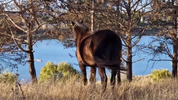 Braunes Pferd Auf Der Weide Waldrand Szene Der Bäuerlichen Landwirtschaft — Stockvideo