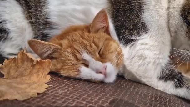 Dwa Słodkie Zabawne Kociaki Śpiące Przytulne Razem Świeżym Powietrzu — Wideo stockowe