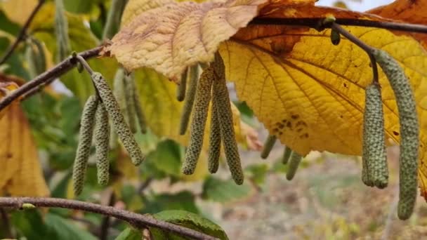 Dallarda Büyüyen Fındık Ağacı Tomurcukları Kapanış Sonbaharı Catkins Kümesi — Stok video