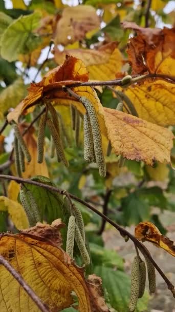 Hazelnut Tree Buds Growing Branches Closeup Autumn Catkins Cluster — Stock Video
