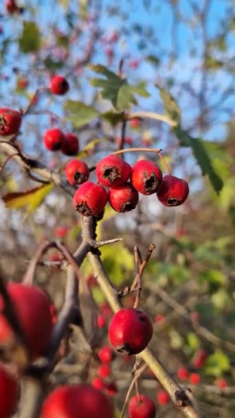 赤い熟したホーソーンベリーは森の茂みに育ちます 自然な健康的な果物を閉じる 森の秋の季節について — ストック動画