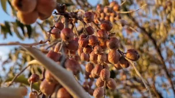 Oleaster Tree Branch Bunch Wild Berries Elaeagnus Angustifolia Detailní Přírodní — Stock video