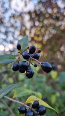 Vahşi Privet siyah renkli böğürtlen. Yakın plan Ligustrum Vulgare zehirli çalı meyveleri