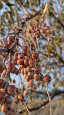Yaban mersinli su samuru ağacı dalı. Elaeagnus angustifolia sonbaharın sonlarında olgunlaşan doğal sağlıklı meyveleri yakalar. Rus zeytini ya da gümüş çilek