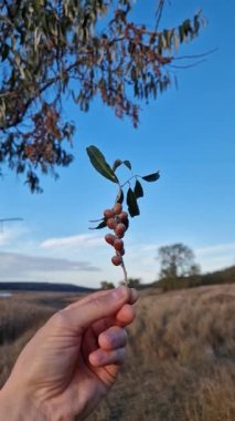 Paskalya ağacı dalını tutarken, arka planda yaban mersini yığını vardı. Sonbahar mevsimi meyveleri ve güzel bir manzara. Olgun elaeagnus angustifolia veya Rus zeytini