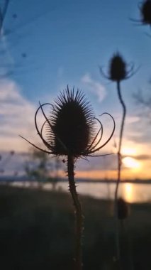 Sıcak sonbahar günbatımına karşı kuru çay fabrikası. Tekstil işlemede kullanılan Dipsacus fullonum steppe devedikeni