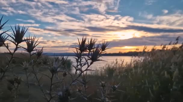 前景に乾いた黄色い星のシスルと 背景に黄金の湖がリードされた田舎の日没シーン — ストック動画