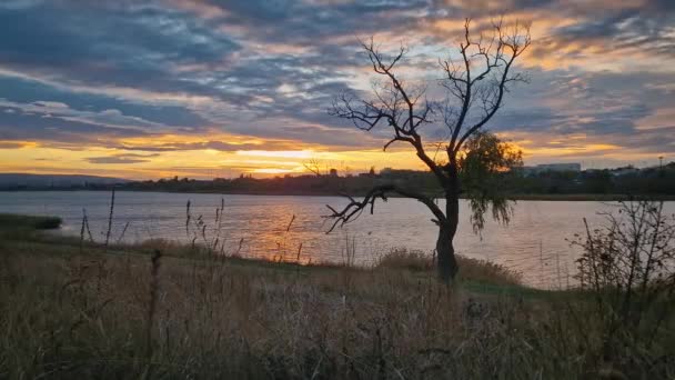 Sonbahar Günbatımı Kırsalında Gölün Yanındaki Kuru Söğüt Ağacının Manzarası — Stok video