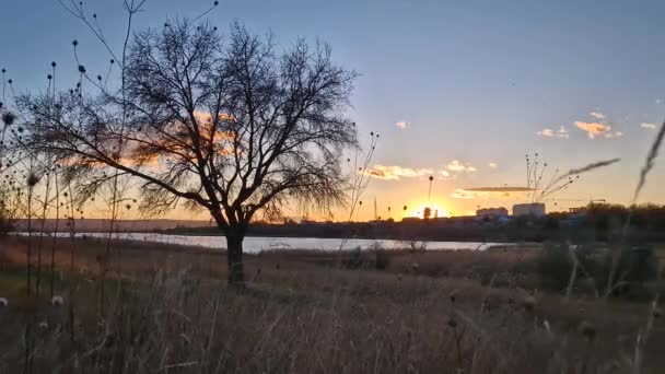 Sonbahar Akşamı Sahnesi Kuru Çayırların Arasında Çıplak Bir Ağaçla Altın — Stok video