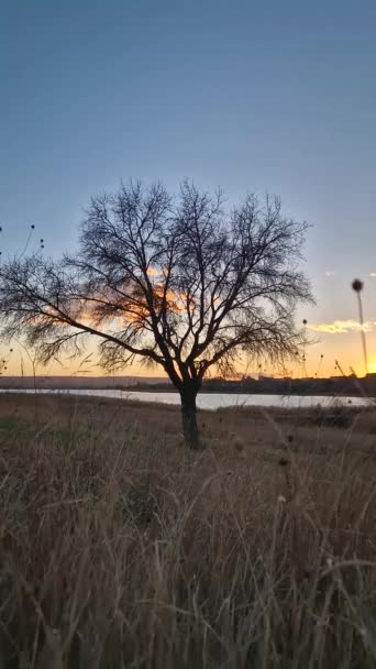 黄金の日没に照らされた乾燥した牧草地の間の裸の木との晩秋の夜のシーン — ストック動画