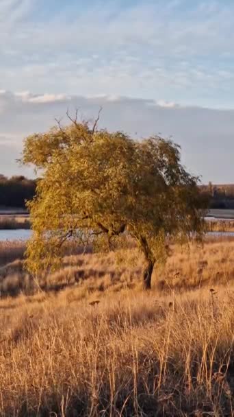 Magányos Fűzfa Mellett Arany Náddal Megvilágítva Meleg Őszi Naplementében — Stock videók