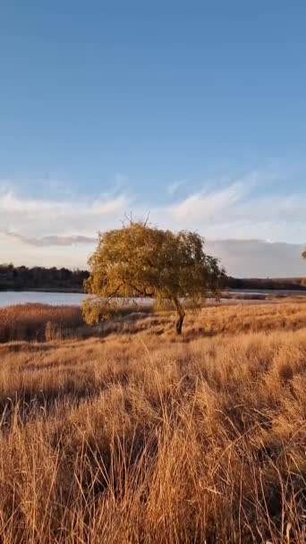 Lone Willow Tree Lake Golden Reed Lit Warm Autumn Sunset — Stock video