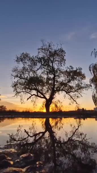 Söğüt Ağacı Silueti Altın Sonbahar Günbatımına Bakan Bir Birikintisine Yansıyor — Stok video