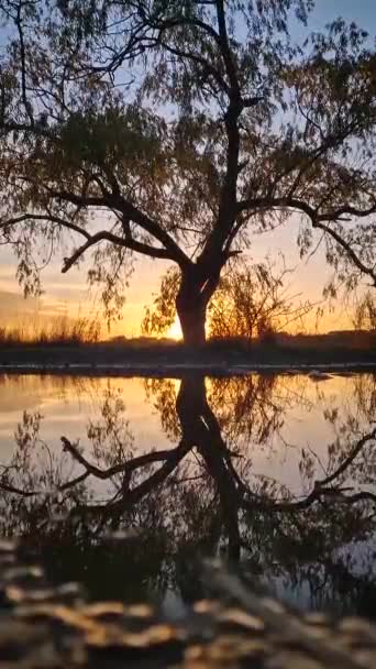 黄金の秋の夕日を眺めながら水たまりに映し出された木のシルエット — ストック動画