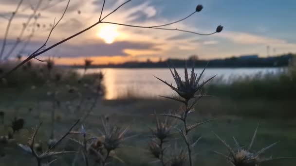 前景に乾いた黄色い星のシスルと 背景に黄金の湖がリードされた田舎の日没シーン — ストック動画