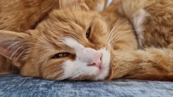 Zbliżenie Śpiący Pomarańczowy Kotek Bierze Drzemkę Domu Kanapie Mały Rudy — Wideo stockowe