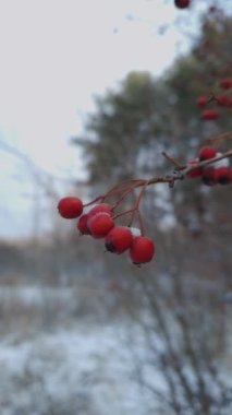 Çalının üzerinde karla kaplı kırmızı dikenli meyveler. Doğal sağlıklı meyveleri yakın çekim. Ormanda kış mevsimi