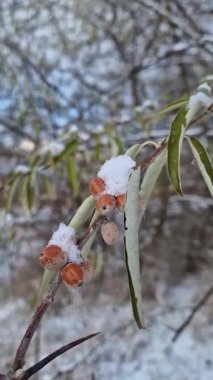 Kapalı paskalya ağacı dalında karla kaplı bir sürü yabanmersini var. Elaeagnus angustifolia meyvesi ya da Rus zeytin gümüşü kış mevsiminde