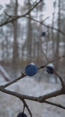 Yaban dikenli, karla kaplı yabani böğürtlenli bir ağaç dalı. Prunus spinosa kış ormanlarında meyveleri yakın plan yapar.