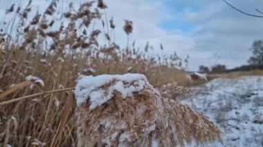 Rüzgarda sallanan karla kaplı kuru kamış. Kış mevsiminde yabani buzlu bitki tohumları