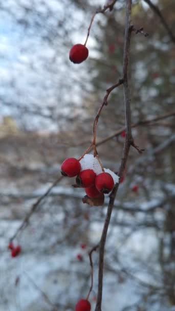 Czerwone Dojrzałe Jagody Głogu Krzakach Pokryte Śniegiem Zbliżenie Naturalnych Zdrowych — Wideo stockowe