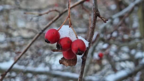 红色成熟的山楂浆果在被雪覆盖的灌木丛中 包扎天然健康的水果 森林里的冬季 — 图库视频影像
