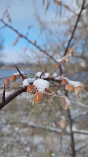 Zbliżenie Oleaster Gałąź Drzewa Bandą Dzikich Jagód Pokrytych Śniegiem Elaeagnus — Wideo stockowe