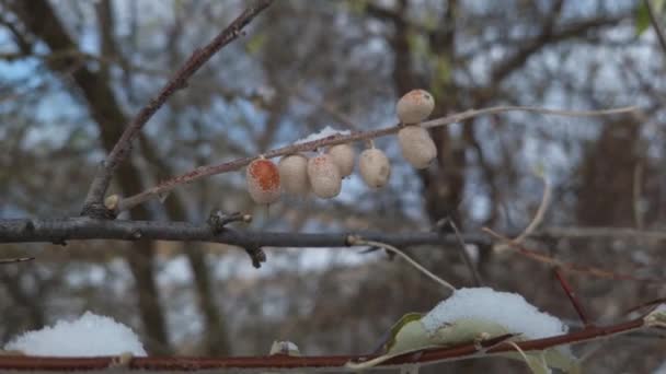 Zbliżenie Oleaster Gałąź Drzewa Bandą Dzikich Jagód Pokrytych Śniegiem Elaeagnus — Wideo stockowe