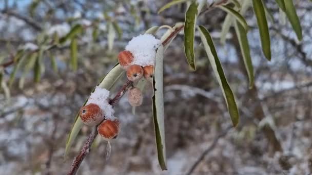 Κοντινό Κλαδί Ελαιόδεντρου Ένα Μάτσο Άγρια Μούρα Καλυμμένα Χιόνι Φρούτα — Αρχείο Βίντεο