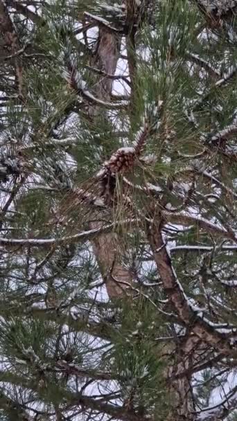 Karla Kaplı Iğneler Kozalaklarla Yakın Çam Ağacı Dalı Ormanda Kış — Stok video