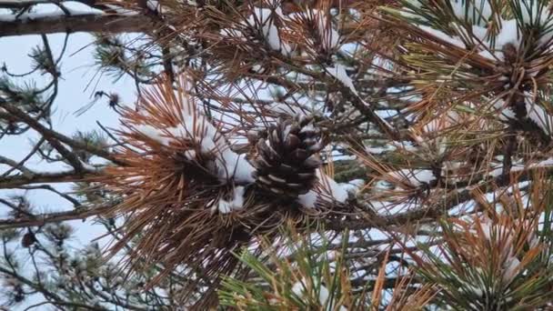 Detailní Borovicová Větev Jehlicemi Kužely Pokrytými Sněhem Zimní Sezóna Lese — Stock video
