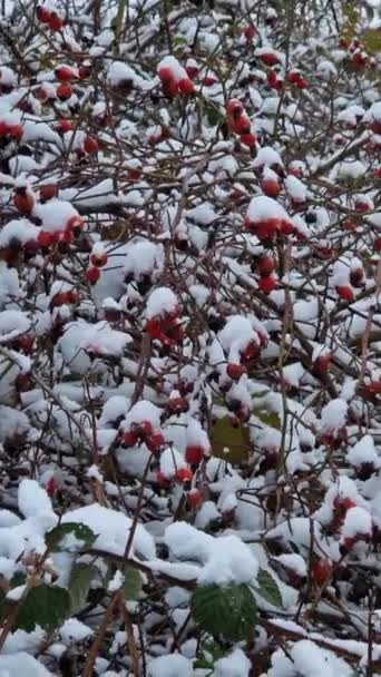 Jagody Brier Rosnące Krzakach Pokrytych Śniegiem Dojrzałe Róże Gałęziach Krzewów — Wideo stockowe