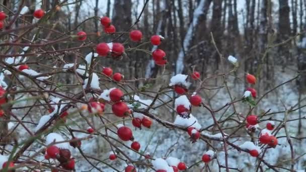 Bayas Brier Creciendo Arbustos Cubiertos Nieve Rosas Maduras Ramas Arbustos — Vídeo de stock